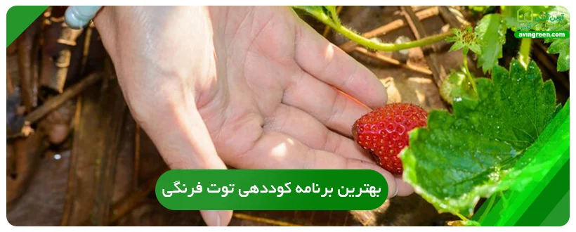 بهترین برنامه کوددهی توت فرنگی