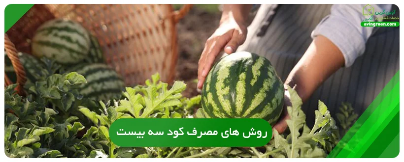 روش های مصرف کود سه بیست برای هندوانه