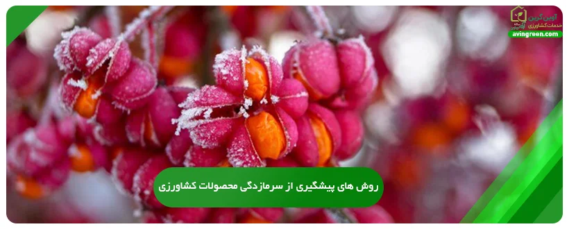 روش های پیشگیری از سرمازدگی محصولات کشاورزی