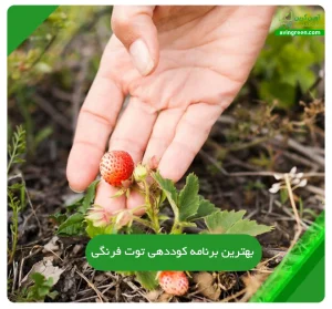 بهترین برنامه کوددهی توت فرنگی