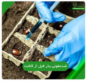 ضدعفونی بذر قبل از کاشت