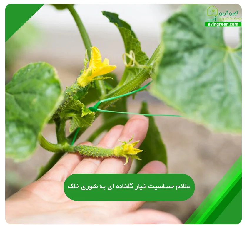 حساسیت خیار گلخانه ای به شوری خاک