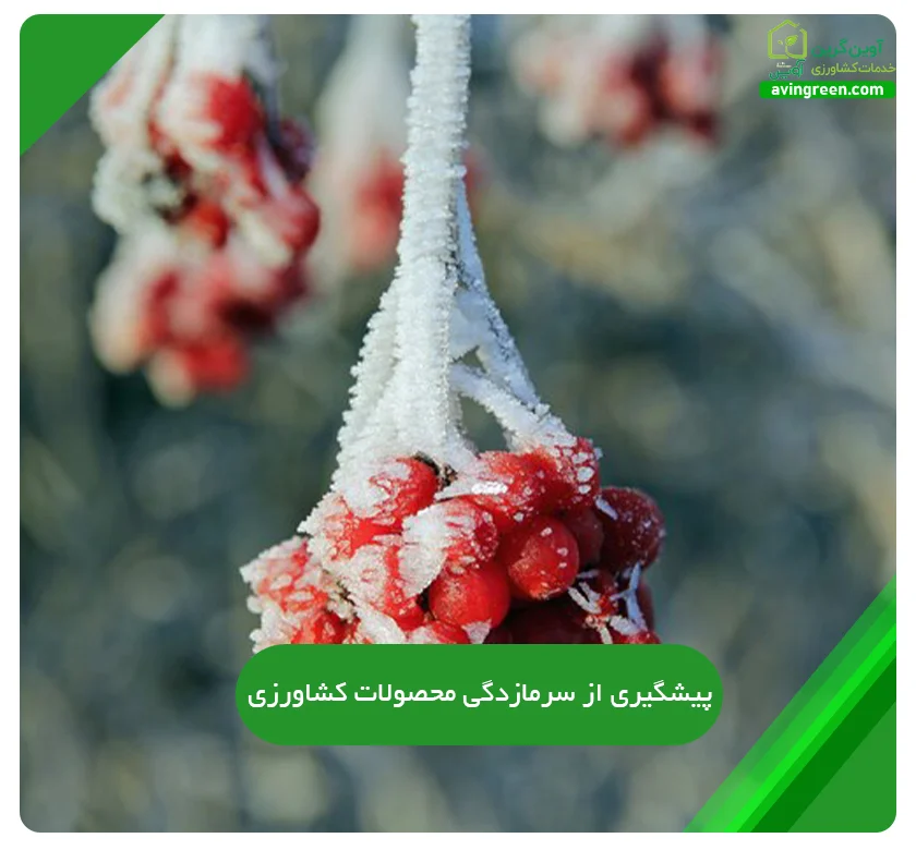 پیشگیری از سرمازدگی محصولات کشاورزی