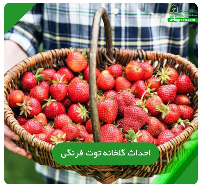 راه اندازی گلخانه توت‌ فرنگی
