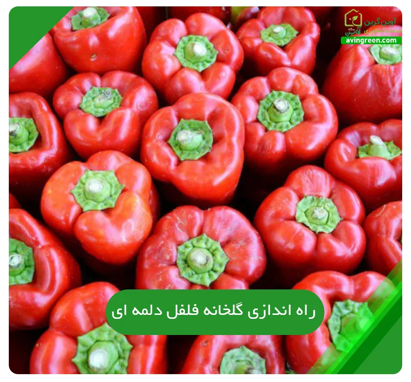 راه اندازی گلخانه فلفل دلمه ای