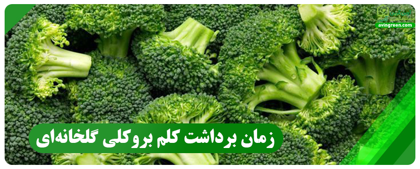 زمان برداشت کلم بروکلی گلخانه‌ای