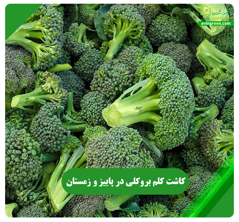 کاشت کلم بروکلی در پاییز و زمستان