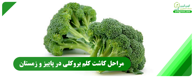 مراحل کاشت کلم بروکلی در پاییز و زمستان