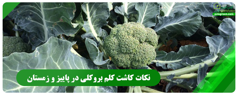 نکات کاشت کلم بروکلی در پاییز و زمستان