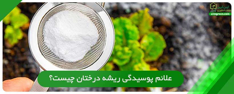 علائم پوسیدگی ریشه درختان چیست؟
