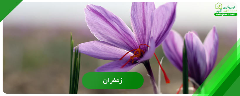 کشت گیاهان کم آب و پردرآمد