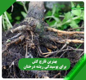 بهترین قارچ کش برای پوسیدگی ریشه درختان