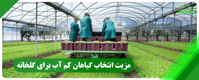 مزیت انتخاب گیاهان کم آب برای گلخانه