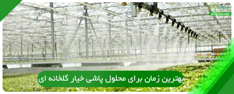 بهترین زمان برای محلول پاشی خیار گلخانه ای