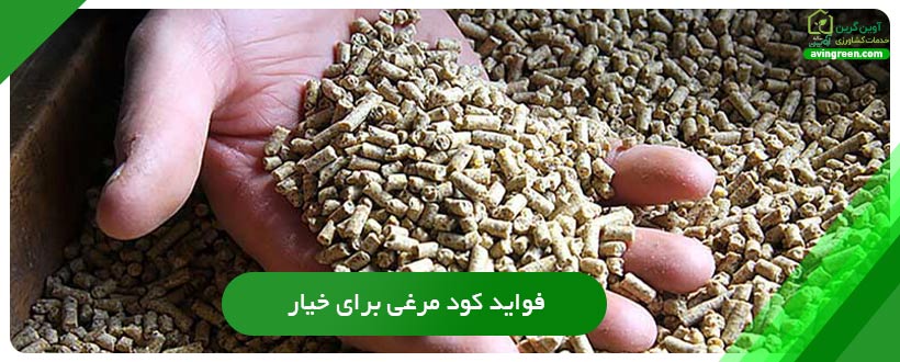 فواید کود مرغی برای خیار