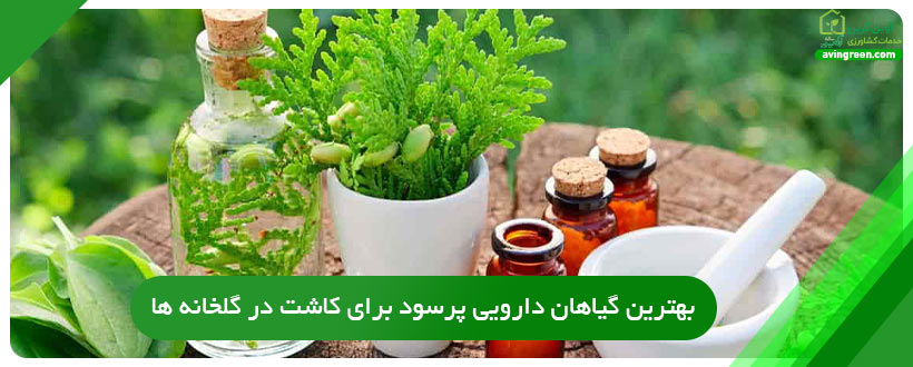 بهترین گیاهان دارویی پرسود برای کاشت در گلخانه ها