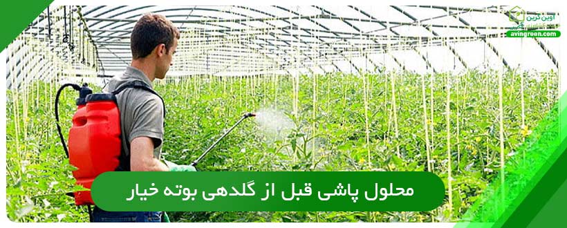 محلول پاشی قبل از گلدهی بوته خیار