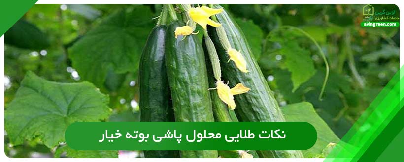 نکات طلایی محلول پاشی بوته خیار