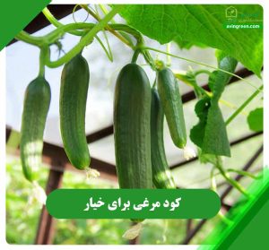 کود مرغی برای خیار