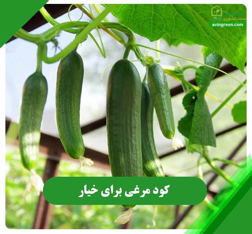 کود مرغی برای خیار