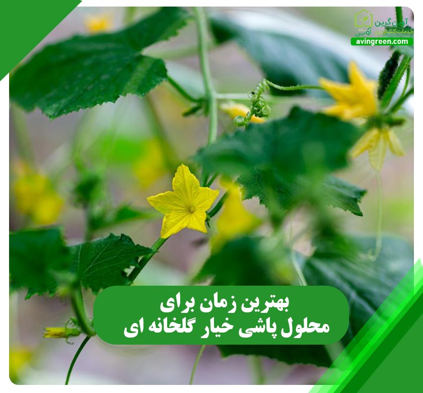 بهترین زمان برای محلول پاشی خیار گلخانه ای