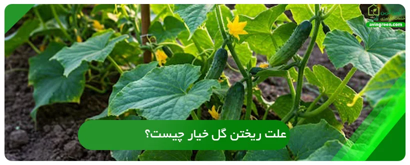 علت ریختن گل خیار چیست؟