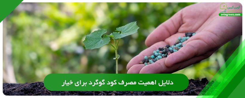 دلایل اهمیت مصرف کود گوگرد برای خیار