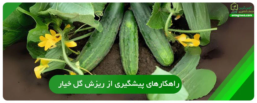 راهکارهای پیشگیری از ریزش گل خیار