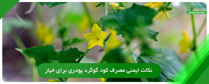 نکات ایمنی مصرف کود گوگرد پودری برای خیار