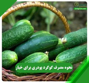 نحوه مصرف گوگرد پودری برای خیار