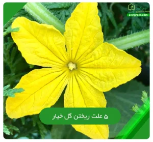علت ریختن گل خیار
