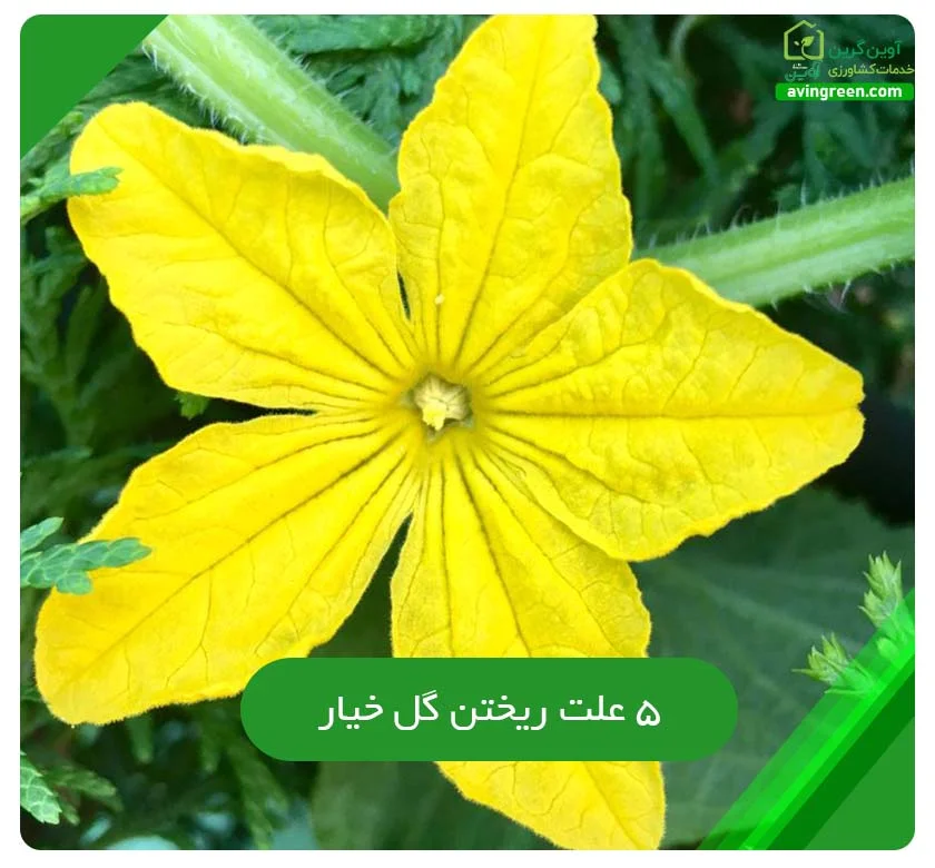 علت ریختن گل خیار