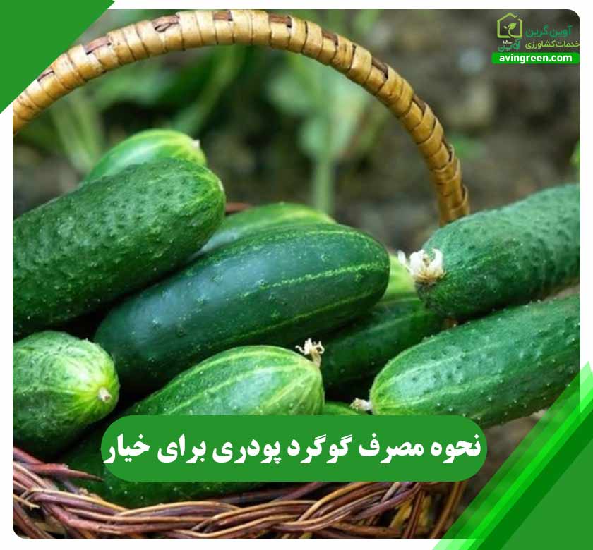 نحوه مصرف گوگرد پودری برای خیار