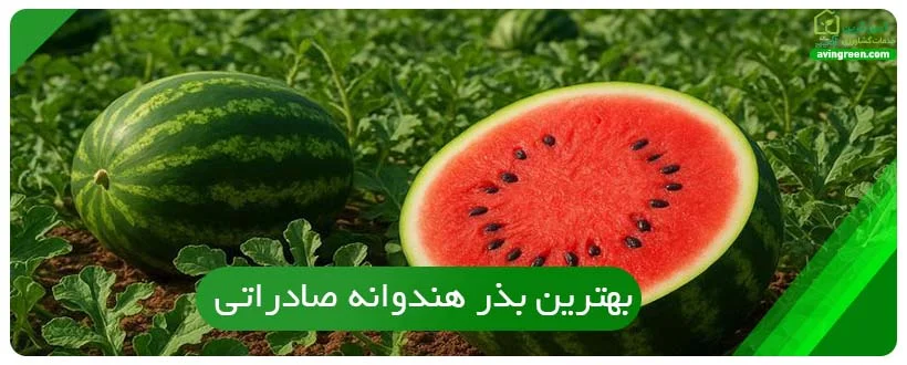 بهترین بذر هندوانه صادراتی