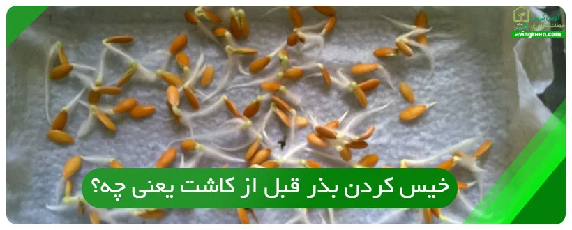 خیس کردن بذر قبل از کاشت یعنی چه؟