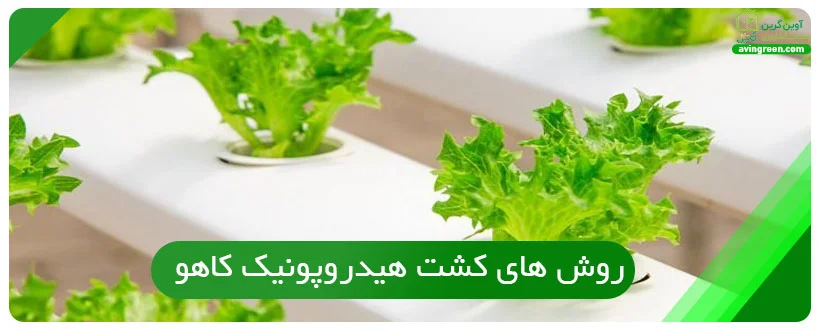 روش های کشت هیدروپونیک کاهو