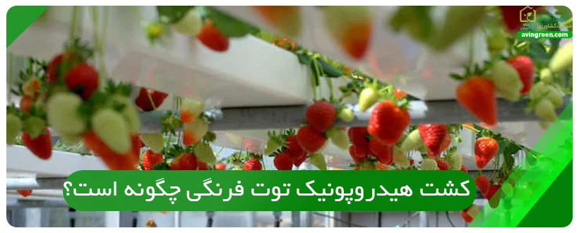 کشت هیدروپونیک توت فرنگی چگونه است؟