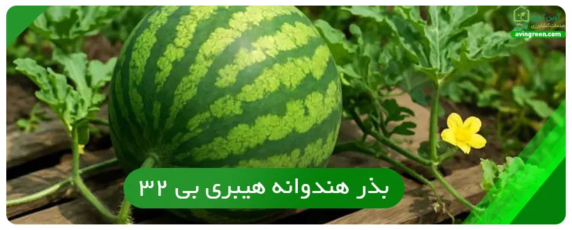 بذر هندوانه هیبرید B32
