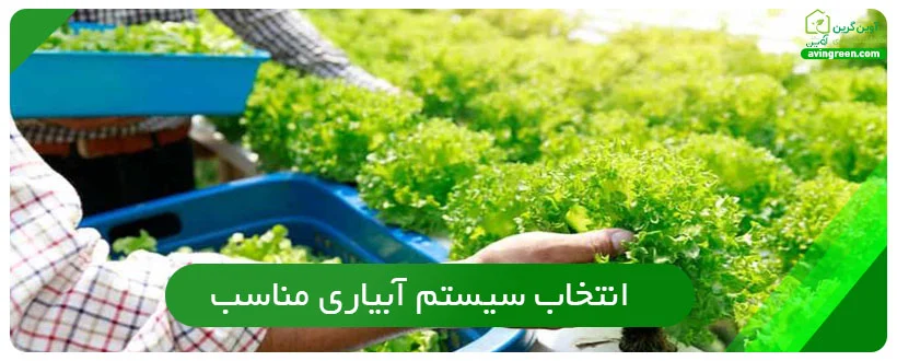 روش های کشت هیدروپونیک کاهو