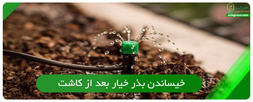 خیساندن بذر خیار بعد از کاشت