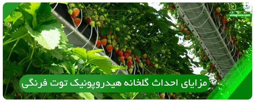 مزایای احداث گلخانه هیدروپونیک توت فرنگی