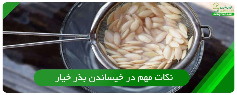 نکات مهم در خیساندن بذر خیار