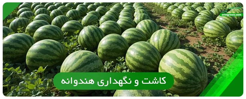 کاشت و نگهداری هندوانه