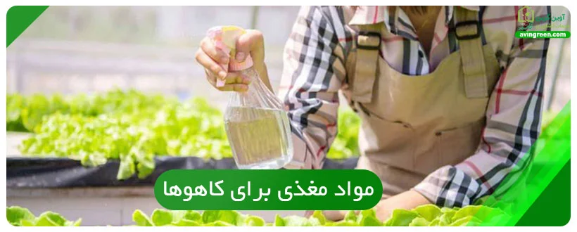 مواد مغذی برای کاهوها