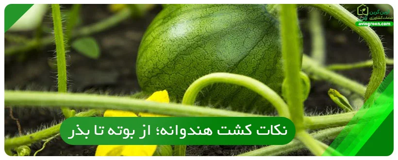 نکات کشت هندوانه؛ از بوته تا بذر