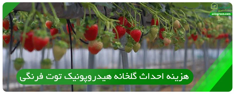 هزینه احداث گلخانه هیدروپونیک توت فرنگی