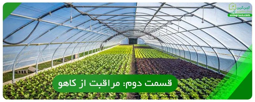مراقبت از کاهو