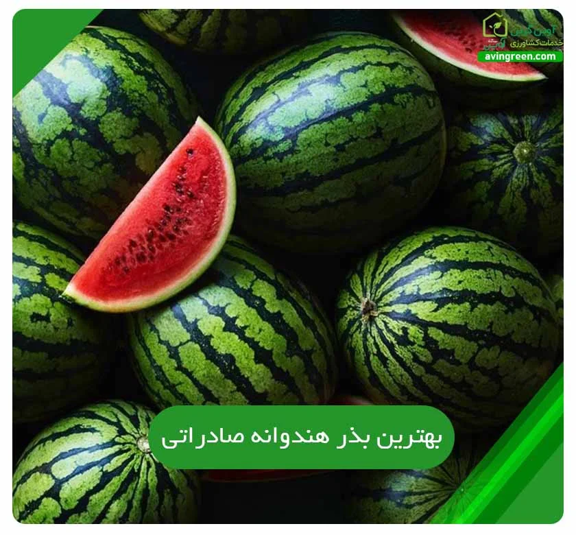 بهترین بذر هندوانه صادراتی