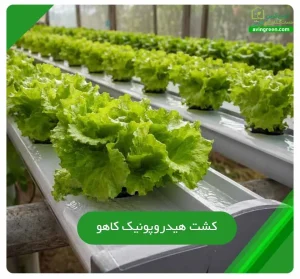 کشت هیدروپونیک کاهو