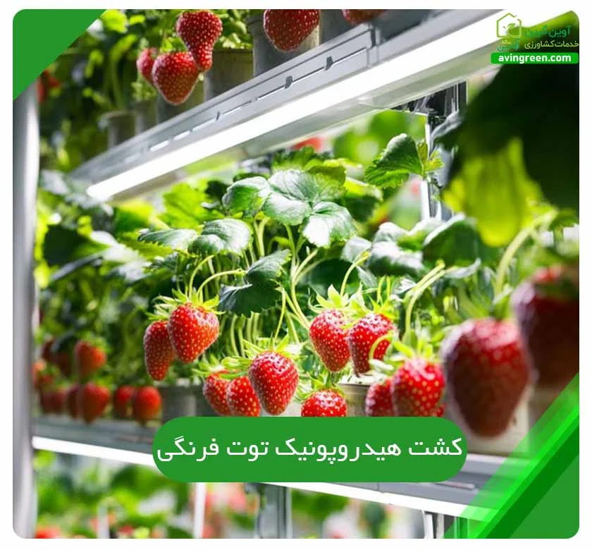 کشت هیدروپونیک توت فرنگی